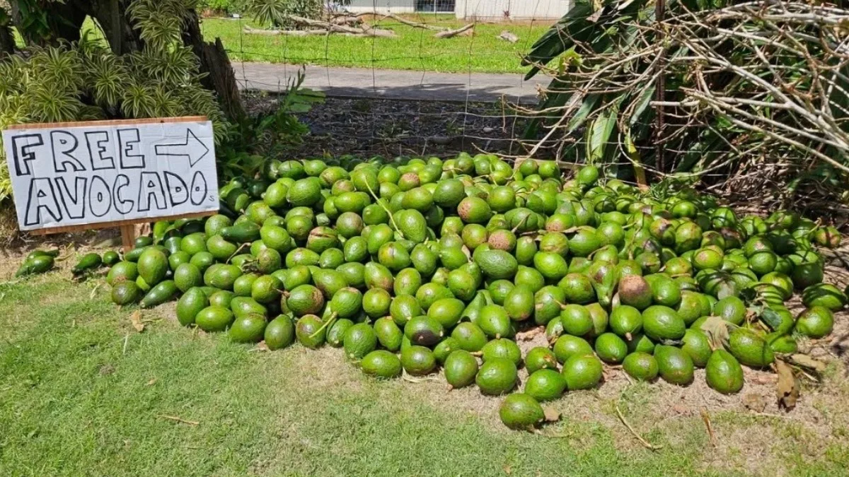 Pile of free avocados with a handmade roadside sign